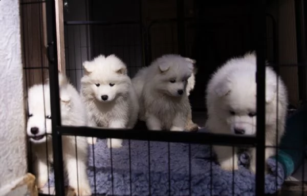 regalo adorabili cuccioli samoiedo femminucce e maschietti....,,