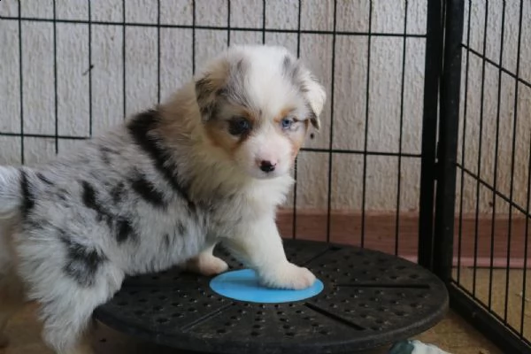disponibili cuccioli di australian shepherd, nati .. | Foto 6