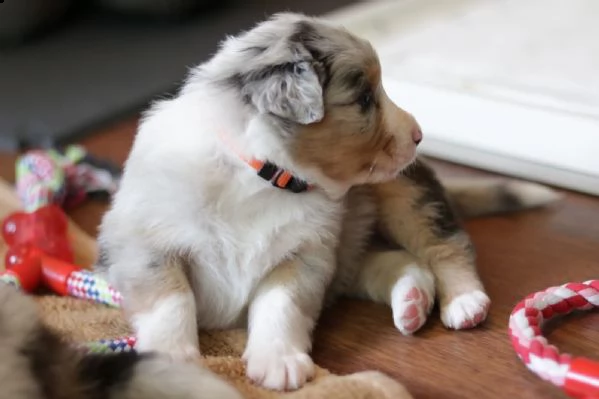 disponibili cuccioli di australian shepherd, nati .. | Foto 5