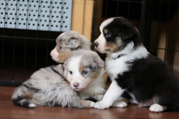 disponibili cuccioli di australian shepherd, nati ..