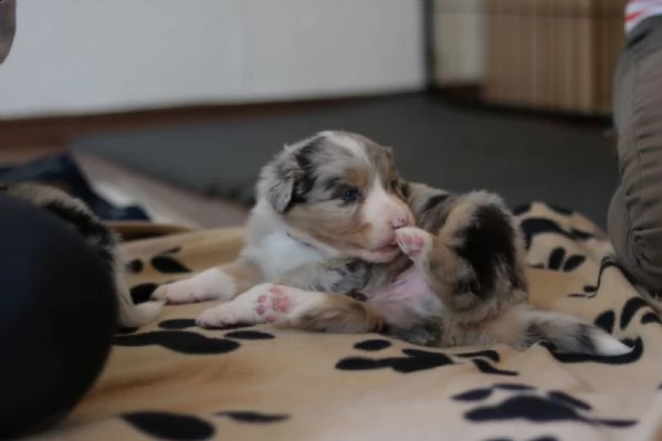 disponibili cuccioli di australian shepherd, nati .. | Foto 3