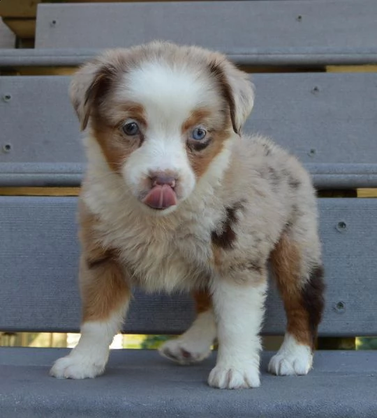 disponibili cuccioli di australian shepherd, nati .. | Foto 2