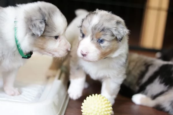 disponibili cuccioli di australian shepherd, nati .. | Foto 1