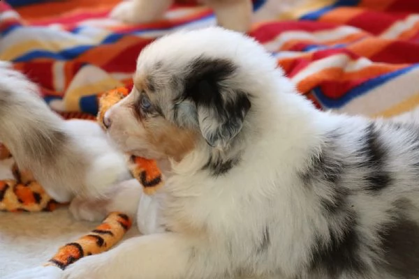 disponibili cuccioli di australian shepherd, nati .. | Foto 0