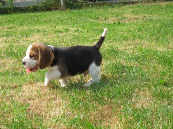 cuccioli beagle tricolore | Foto 4