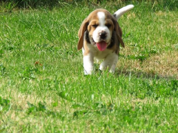 cuccioli beagle tricolore | Foto 1