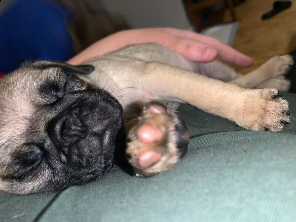 disponibili stupendi cuccioli carlino | Foto 4