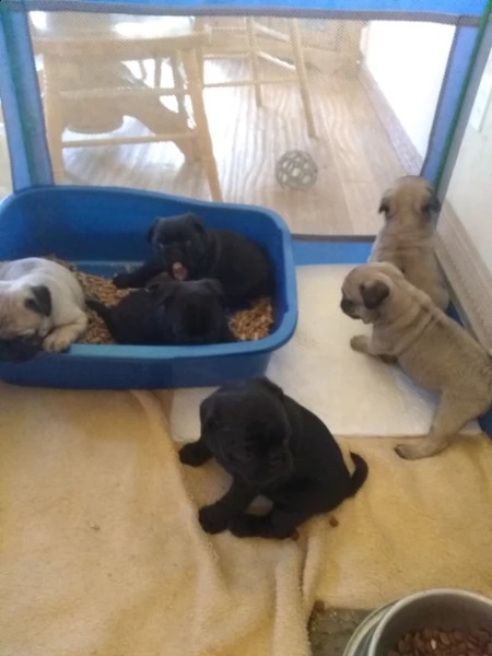 disponibili stupendi cuccioli carlino | Foto 1