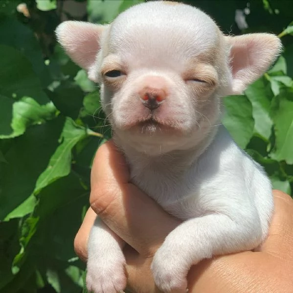 regalo cuccioli di chihuahua