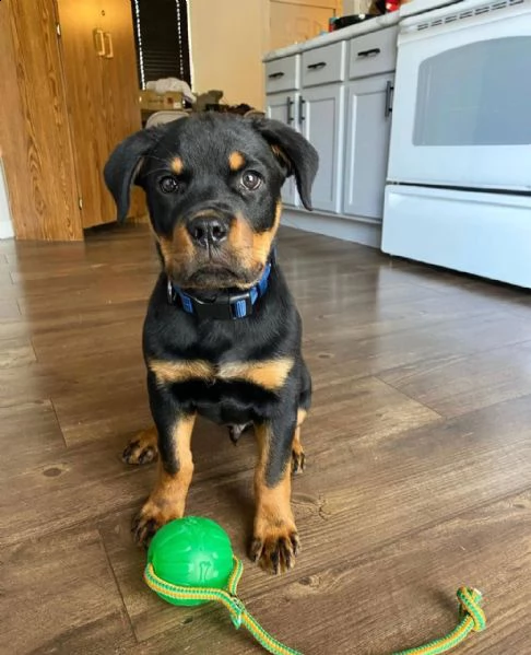 cuccioli rottweiler  disponibili per adozione