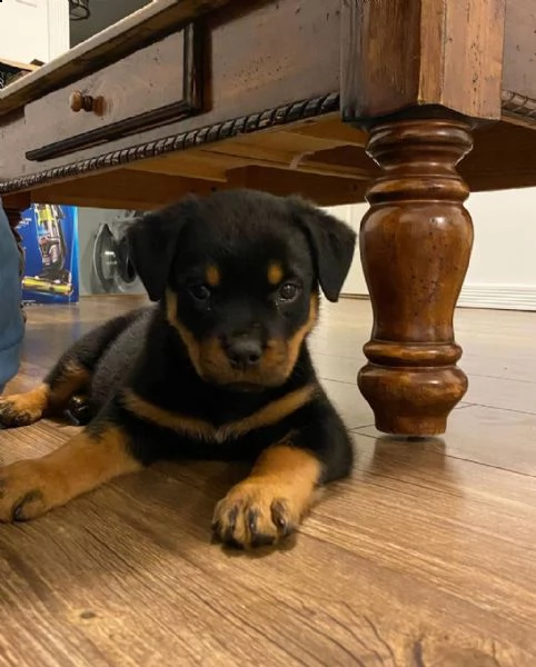 regalo  rottweiler cuccioli con pedigree