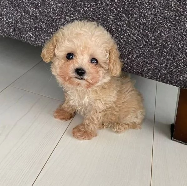  regalo abbiamo cuccioli di barboncino