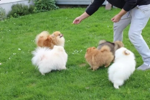 cuccioli di pomerania maschi e femmine 