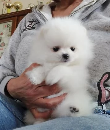 inestimabile cucciolo di pomerania bianco