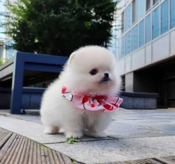 bellissimi cuccioli di pomerania disponibili 