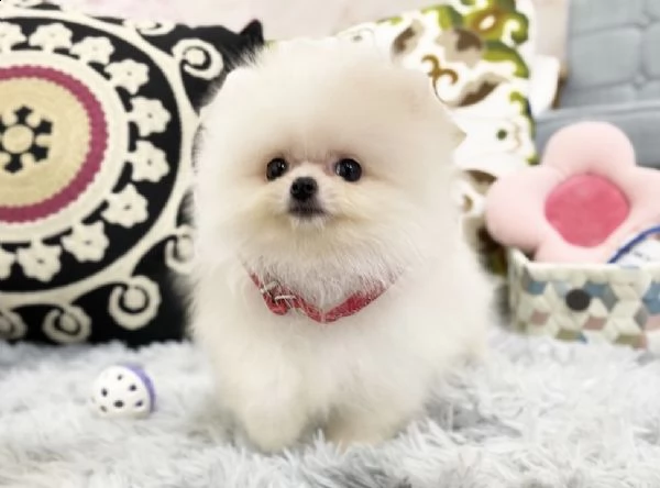 bellissimi pom pom disponibili! 