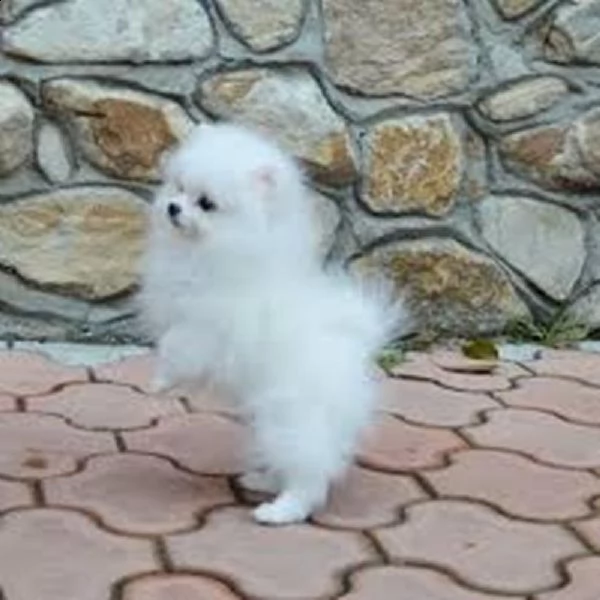 simpatici cuccioli di pomerania