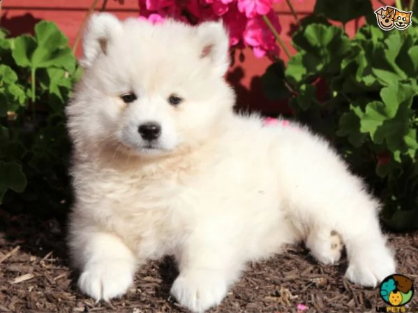 kuccioli samoiedo maschio e femmina