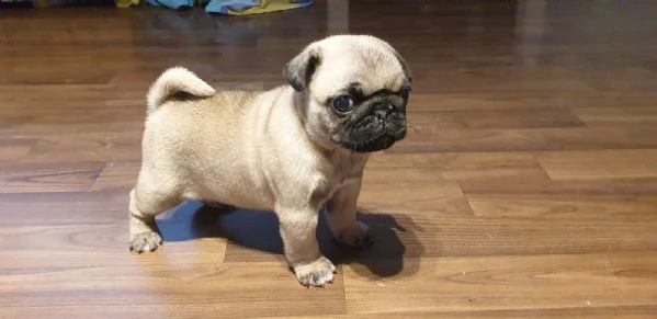 disponibili cuccioli carlino | Foto 6