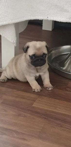 disponibili cuccioli carlino | Foto 2