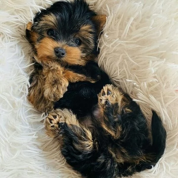ottimi cuccioli di yorkie | Foto 2