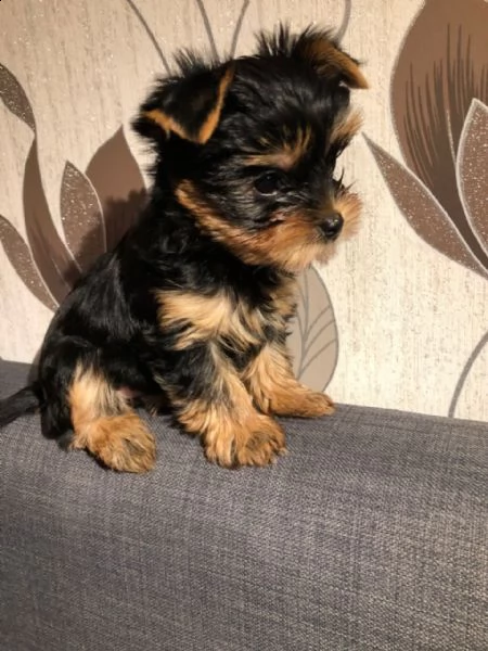 ottimi cuccioli di yorkie | Foto 1