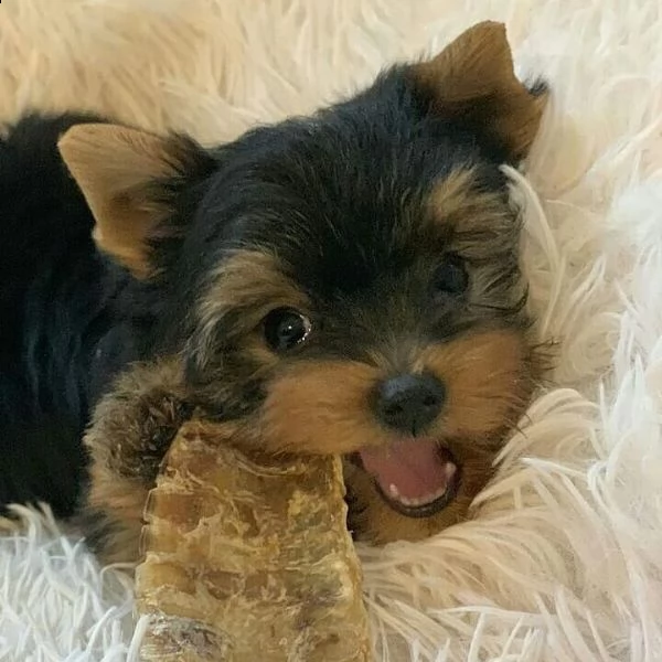 ottimi cuccioli di yorkie | Foto 0