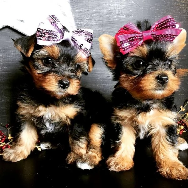 bellissimi cuccioli di yorkie in adozione