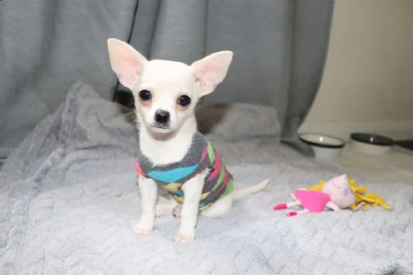 bellissimi cuccioli di chihuahua in adozione