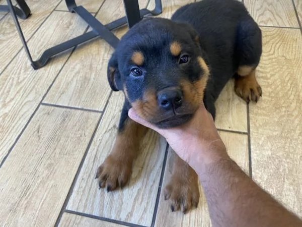 bellissimi e adorabili cuccioli di rottweiler in adozione
