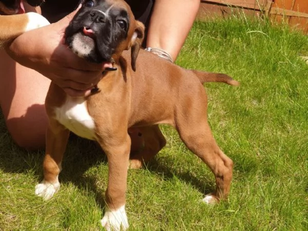 bellissimi e adorabili cuccioli boxer in adozione