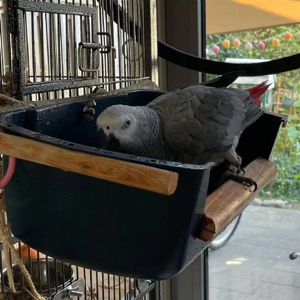 ciao questo bambino è in adozione