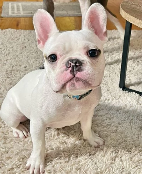 bulldog francesi maschi e femmine angelici e testabili