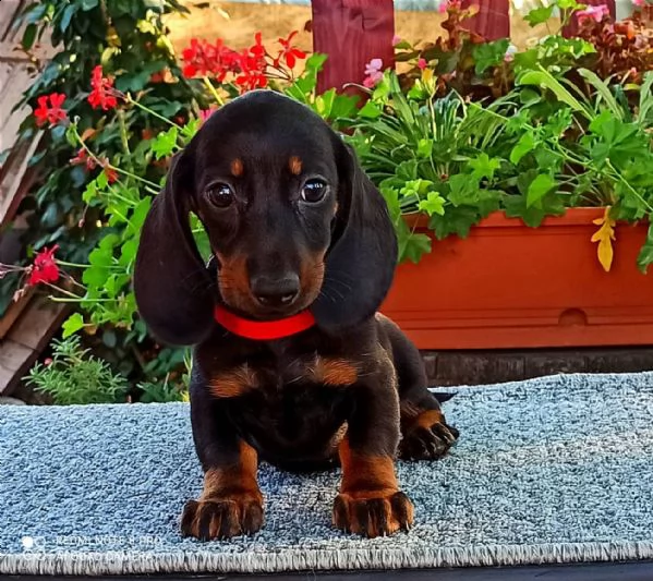 cuccioli di bassotto maschio e femmina registrati kc di alta qualità