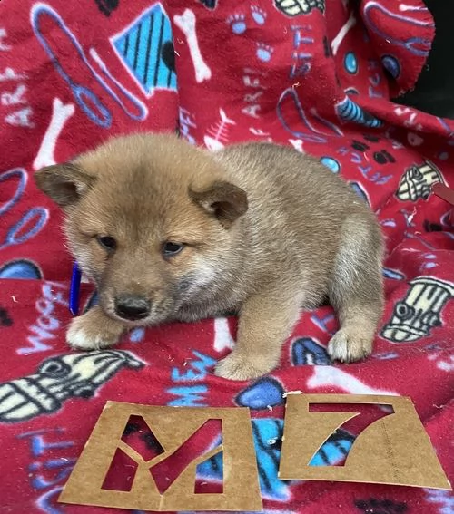 regalo due cuccioli di shiba inu per l'adozione 
