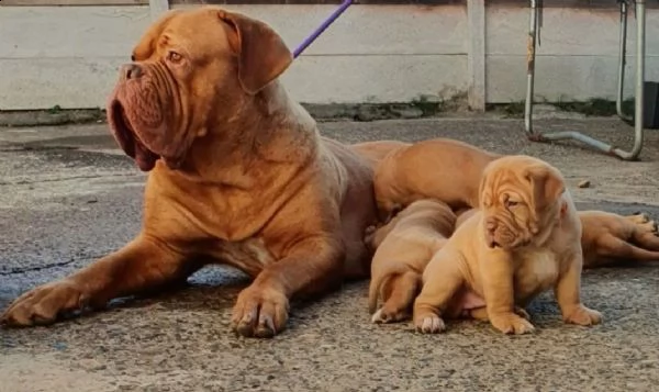 regalo bellissimi maschi e femmine dogue de bordeaux cuccioli 