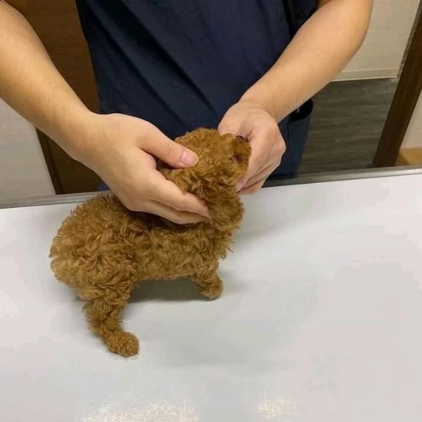 due cuccioli di barboncina toy  | Foto 0