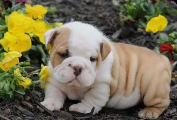 regalo bulldog inglese cuccioli con pedigree
