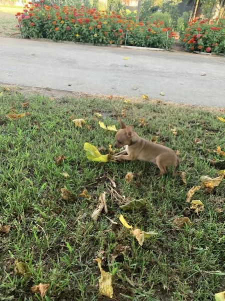 Cuccioli di Pinscher