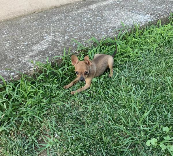 Cuccioli di Pinscher