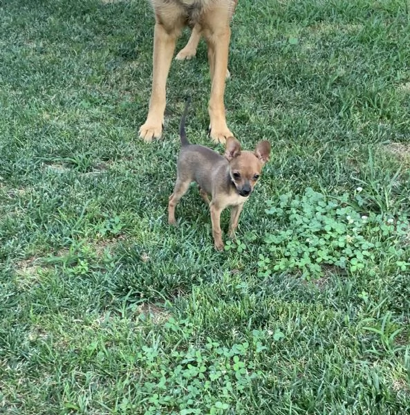 Cuccioli di Pinscher | Foto 0