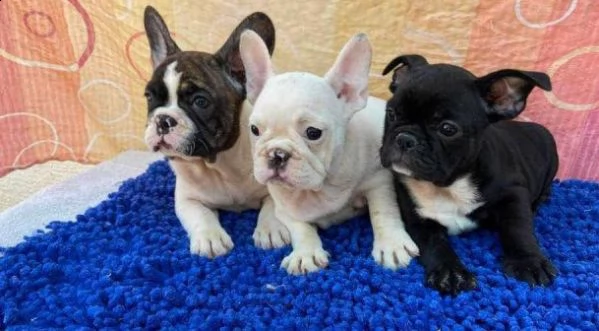 vendo bellissimi cuccioli di bulldog francese maschio e femmina | Foto 0