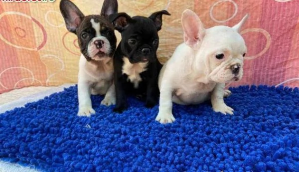 vendo bellissimi cuccioli di bulldog francese maschio e femmina