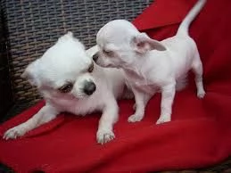 cuccioli di chihuahua: maschio e femmina | Foto 0