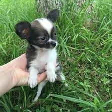 cuccioli di chihuahua: maschio e femmina