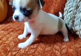 disponibili bellissimi cuccioli di chihuahua | Foto 0