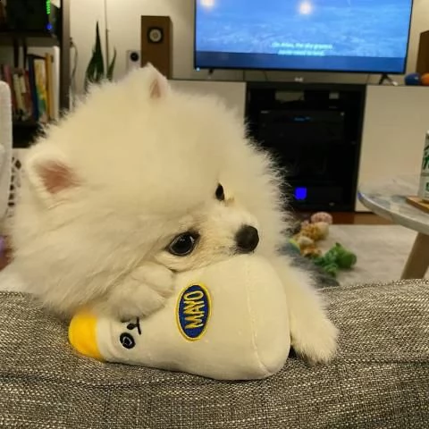 cuccioli di pomerania (maschio e femmina)