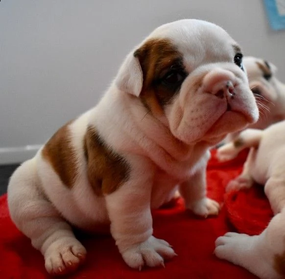 regalo bulldog inglese cuccioli disponibili....