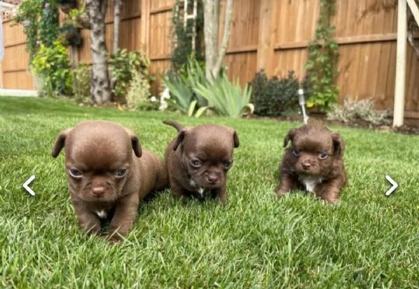 regalo cuccioli di chihuahua mini toy