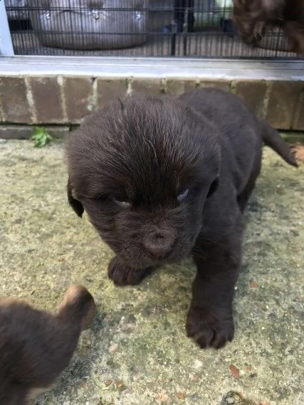 regalo cuccioli di terranova...